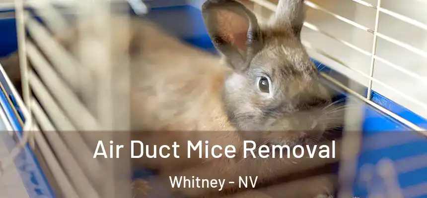  Air Duct Mice Removal Whitney - NV